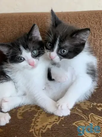 Котята ищут дом, фотография 1