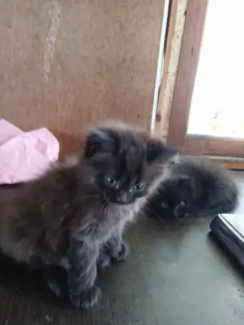 Котята в дар, фотография 4