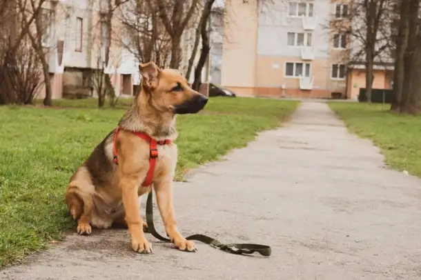 Щенок Джэфри ищет теплый уютный дом!, фотография 2