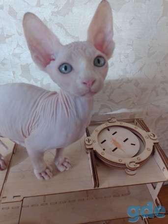 Котята канадского сфинкса, фотография 1