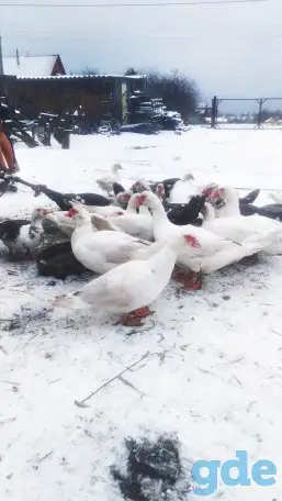 утки петухи, фотография 1