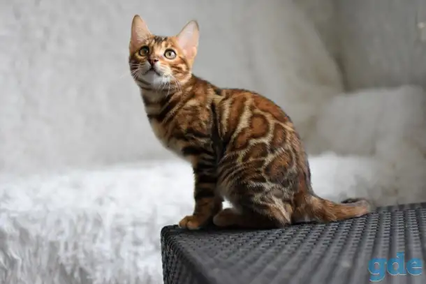 Бенгальские котята: девочка, фотография 1