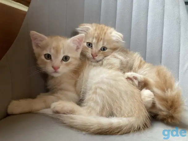 Котики, фотография 1