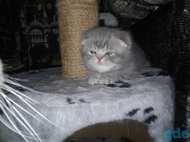 Шотландские котята, фотография 5