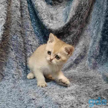 Шотландская кошка золотая шиншилла, фотография 5