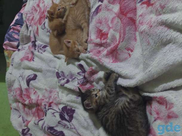 Отдам котят в добрые руки., фотография 6