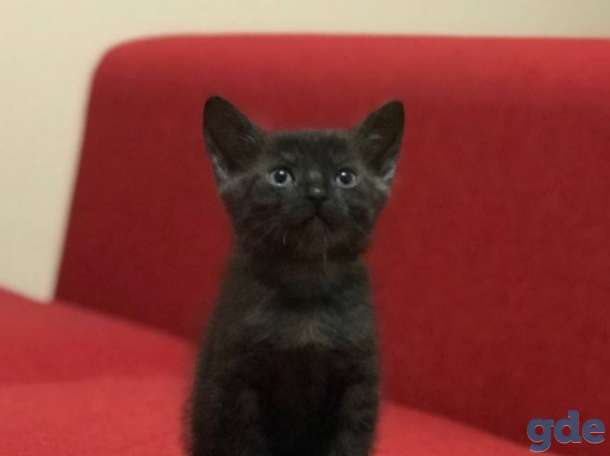 Котята в дар, фотография 4