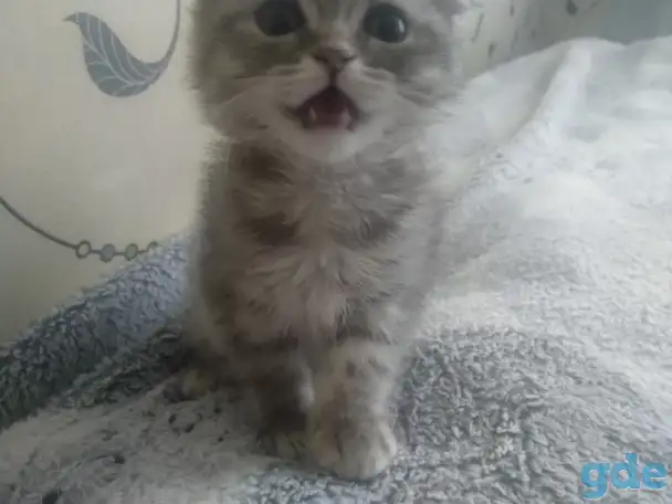 Шотландская кошечка, фотография 2