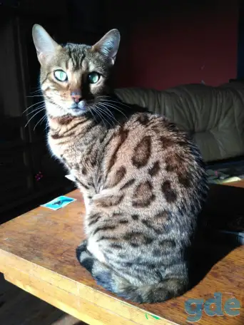 Продам бенгальского котика, фотография 3