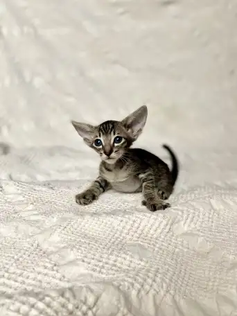 Котята породы петерболд, фотография 7