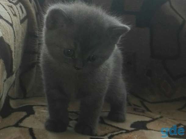 Котята, фотография 3