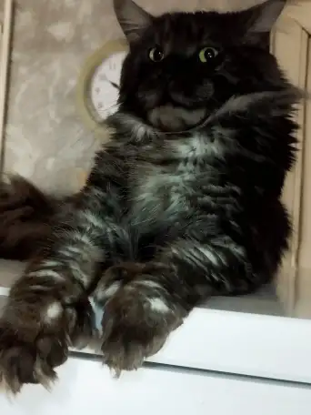 Котята, фотография 8
