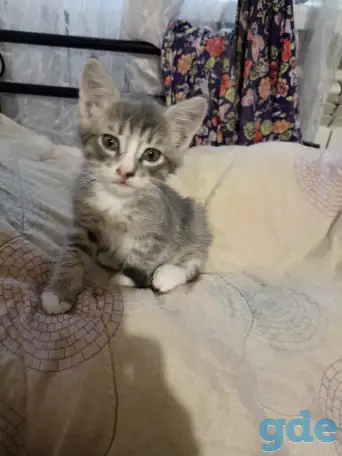котенок в хорошие руки, фотография 1