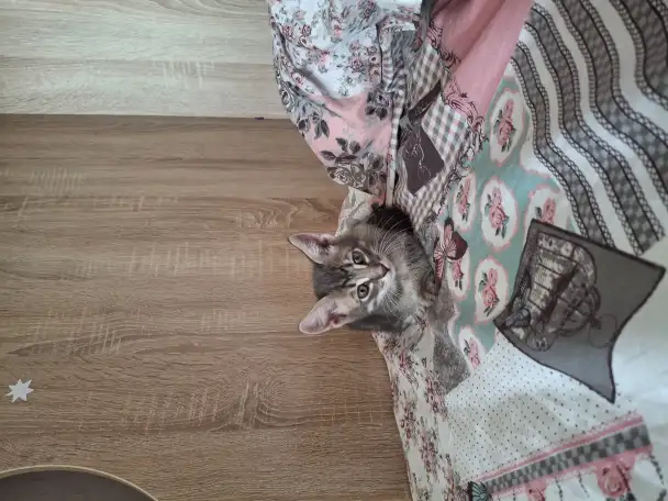 Отдам котёнка даром, фотография 4