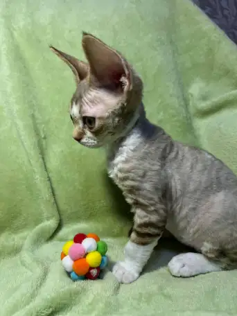Котенок ДевонРекс, фотография 5