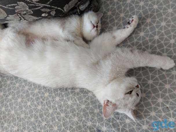 Котята, фотография 4