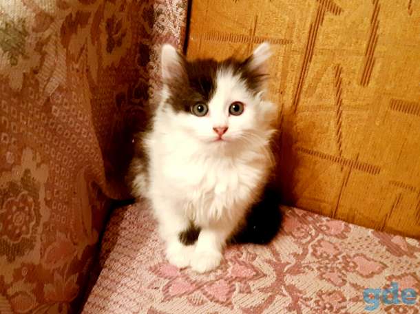 Кошечка в дар, фотография 1