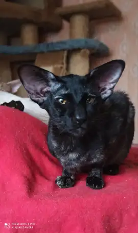 Ориентальные коты, фотография 5