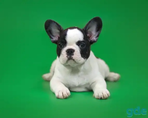 Милые французики, фотография 6