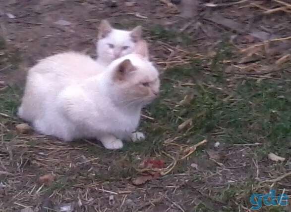 Котятам срочно нужен дом, фотография 1