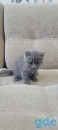 Британская короткошерстная девочка., фотография 4