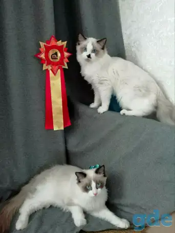 Котёнок Рэгдолл в любящую семью, фотография 6