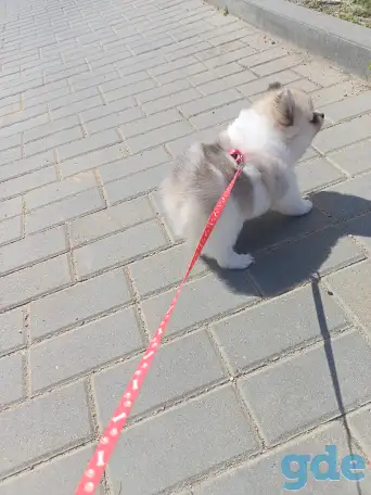 Продам щенка,мальчик2.5мес., фотография 2