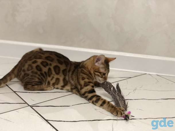 Бенгальская кошечка, фотография 2