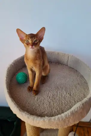 Котята, фотография 6
