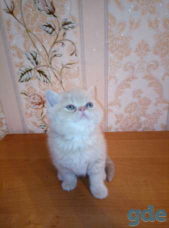 Продаю экзотических плюшевых котят, фотография 5