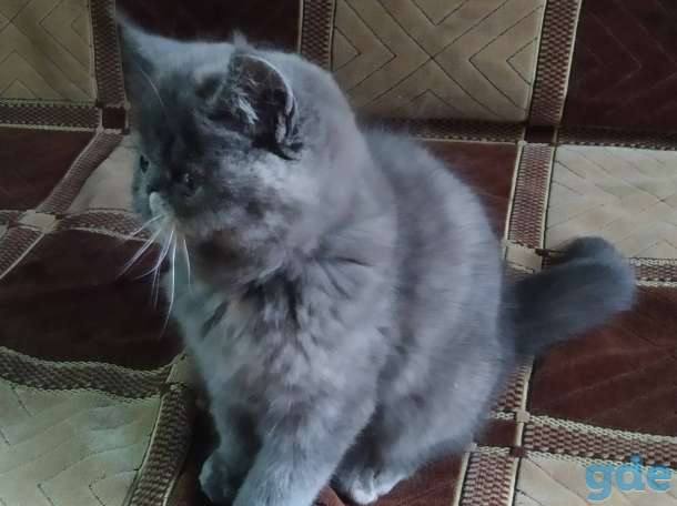 Экзотическая кошечка, фотография 2