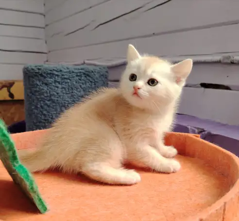 Шотландские котята. Мальчик., фотография 3