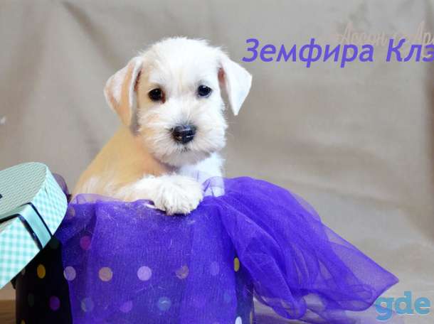 Зефирка - девочка цвергшнауцер белого окраса, фотография 1