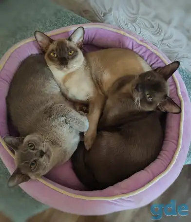 Котята европейской бурмы, фотография 1