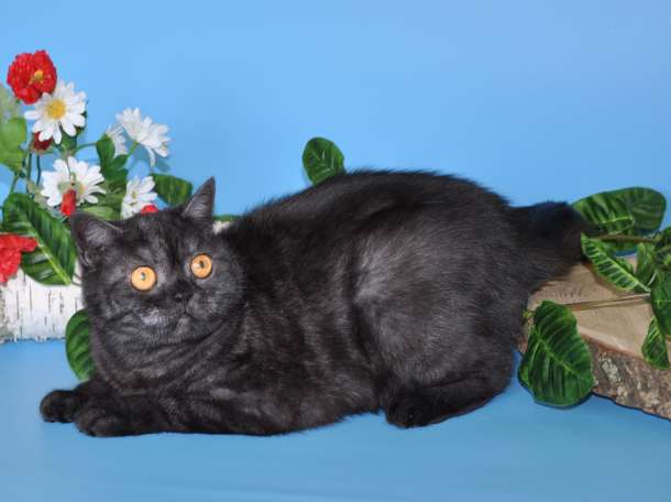 Шотландские кошечки и котики для вас., фотография 5