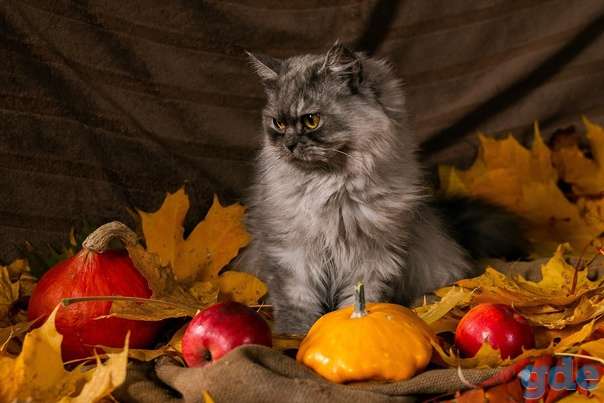 Кошечка ищет дом, фотография 2