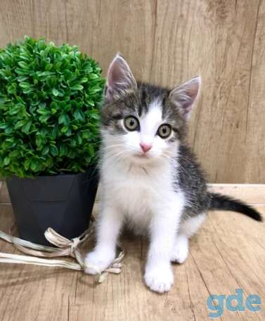 Котенок ищет дом, фотография 2