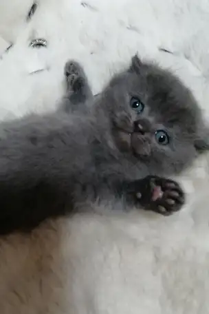 Котята вислоухие шотландские, фотография 1