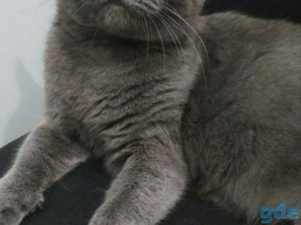 Котята, фотография 4