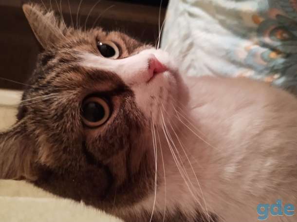 Отдам кота, фотография 6