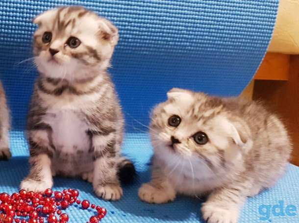 Шотландские вислоухие девочки, фотография 5