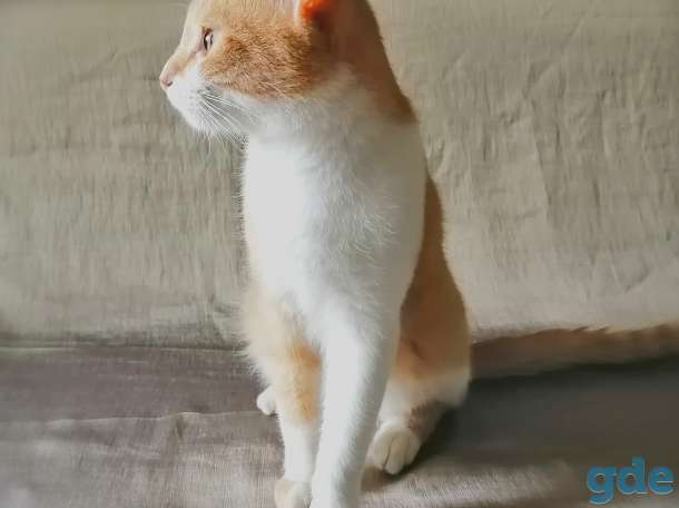Котенок, фотография 3