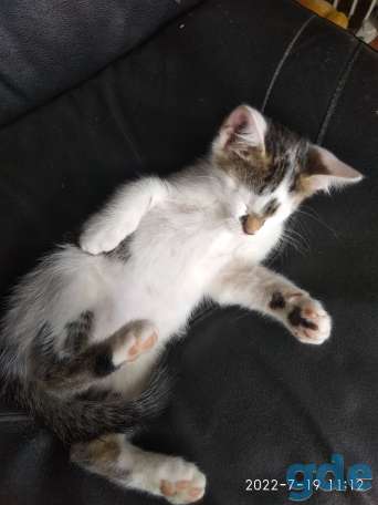Котенок мальчик, фотография 3