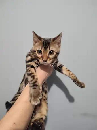 Бенгальский котенок девочка, фотография 3