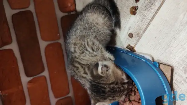 Котята в добрые руки, фотография 4