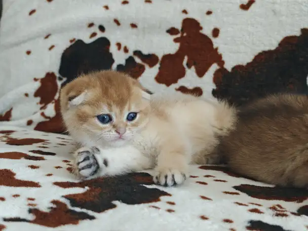 Шотландские котята, золотая шиншилла, фотография 5