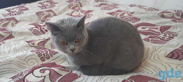 Британские котята, фотография 5