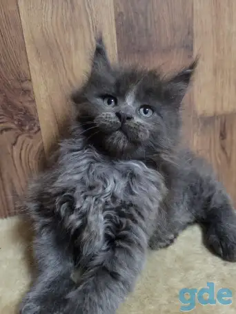 Котята Мейн-кун, фотография 1