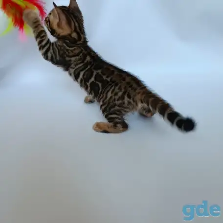 Бенгальские котята, фотография 5