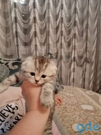 Шотландский вислоухий котенок, фотография 7